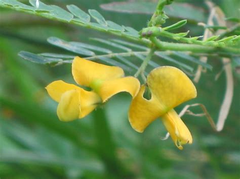 沼生田菁|沼生田菁 Sesbania javanica